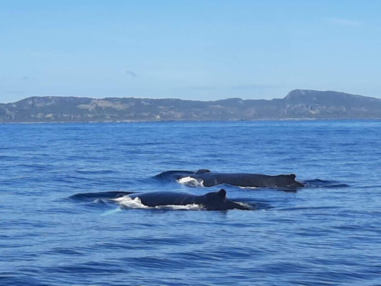 Samaná Whale Watching & Cayo Levantado Expedition