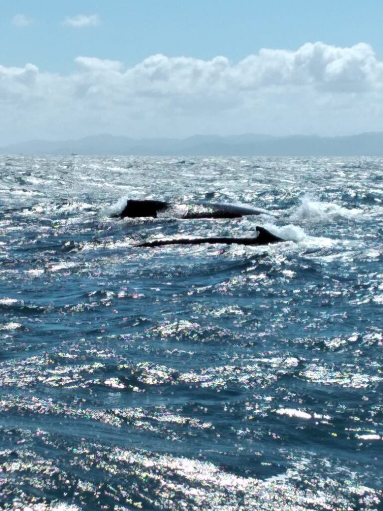 Ballenas de Samaná y Cayo Levantado 2