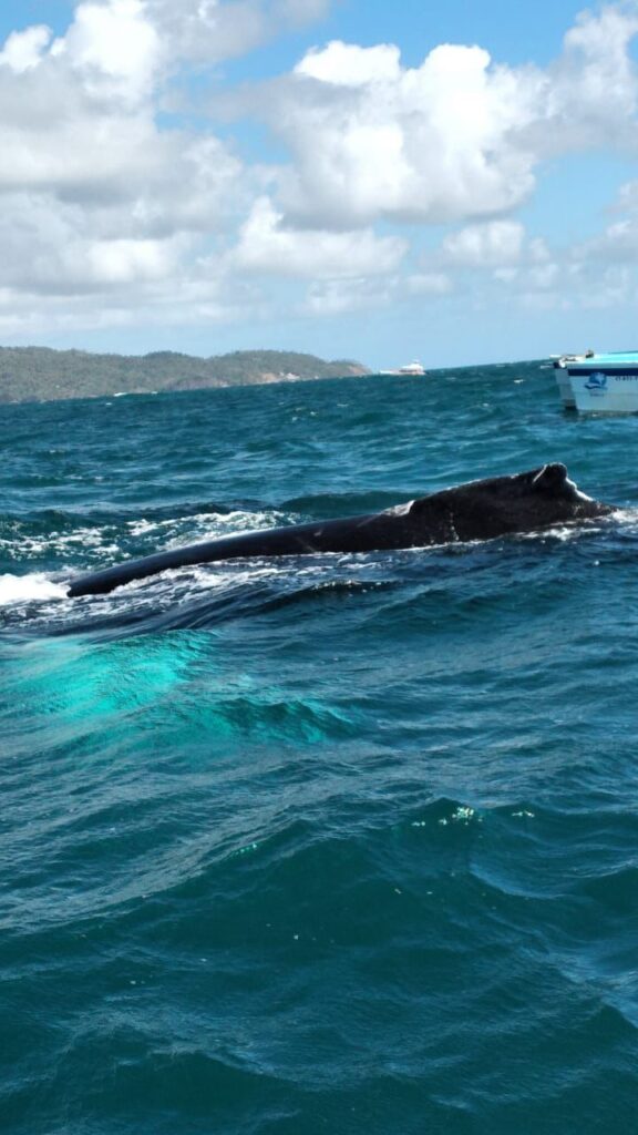 Ballenas de Samaná y Cayo Levantado 5