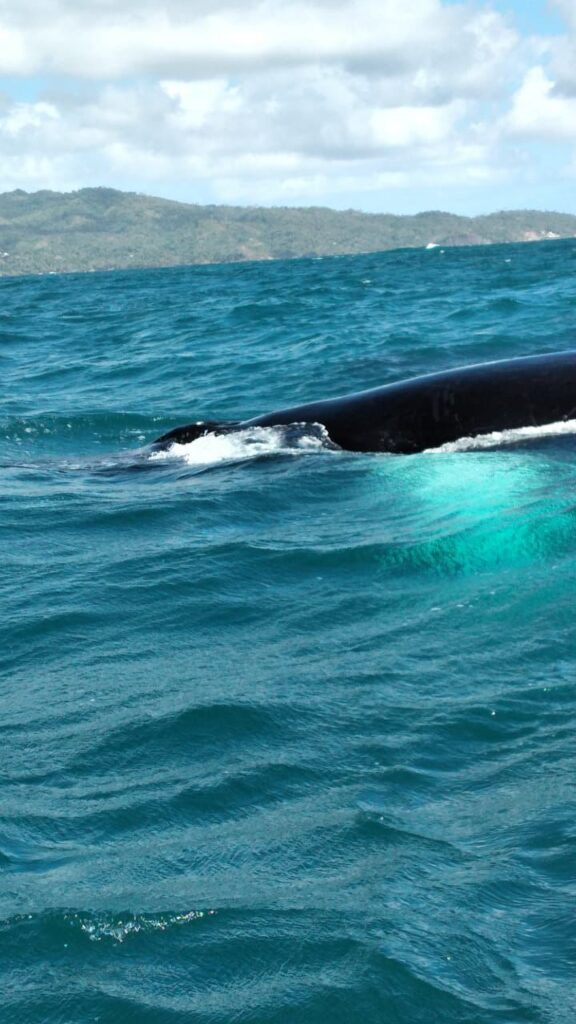 Ballenas de Samaná y Cayo Levantado 3