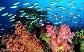 Paradise Island Cayo Arena Speedboat Tour 13