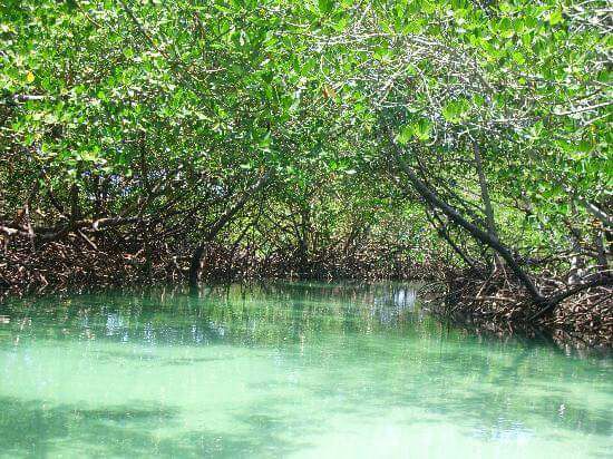 Paradise Island Cayo Arena Speedboat Tour 9