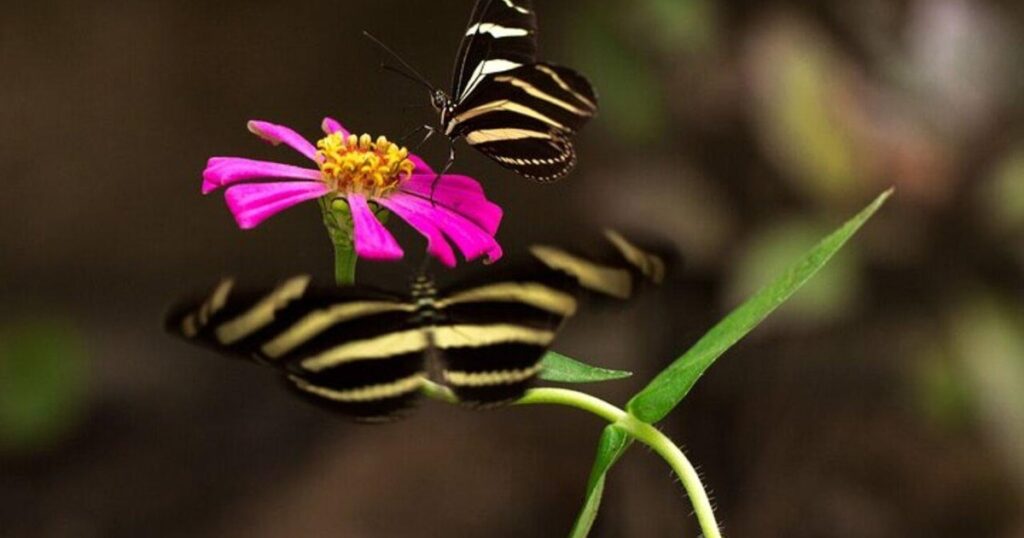 Private Monkeys and Butterfly Watching Tour 1